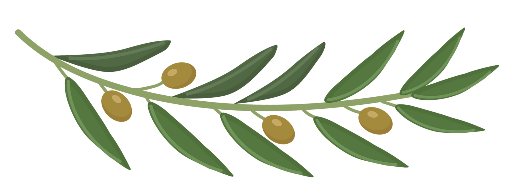 olive branchh